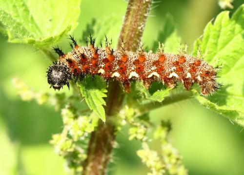 Vanessa atalanta