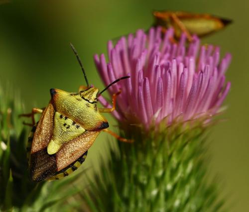 Carpocoris mediterraneus atlanticus