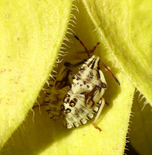 Réf. 212 442 : Carpocoris mediterraneus atlanticus