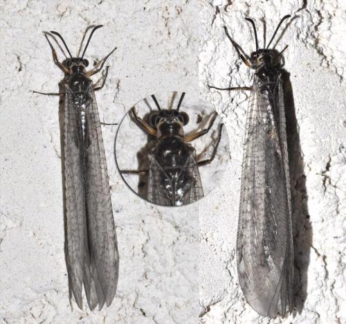 Réf. 212 276 : Myrmeleon formicarius