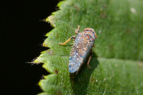 Réf. 212 656 : Orientus ishidae