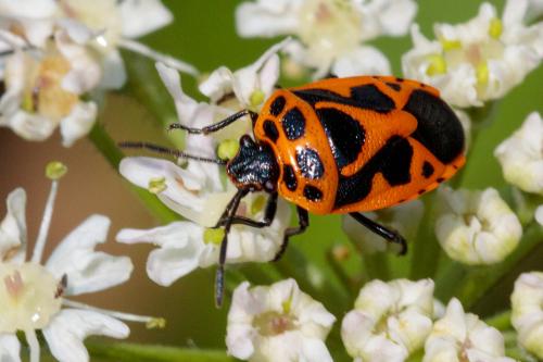Réf. 212 660 : Eurydema dominulus