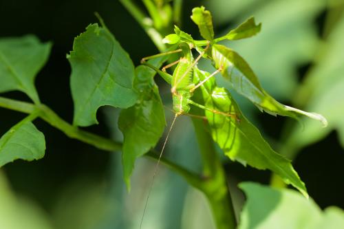 Leptophyes punctatissima