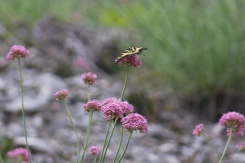 Réf. 212 344 : Papilio alexanor
