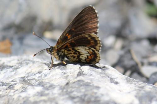 Melitaea athalia