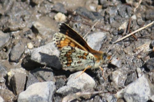 Melitaea cinxia