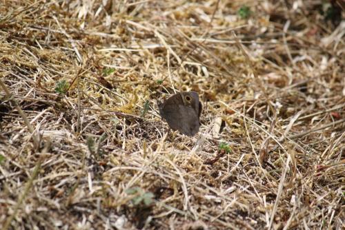 Réf. 212 964 : Hipparchia statilinus