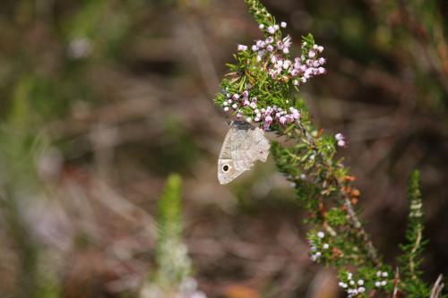 Réf. 212 966 : Hipparchia statilinus