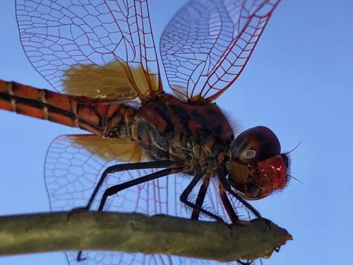 Trithemis annulata