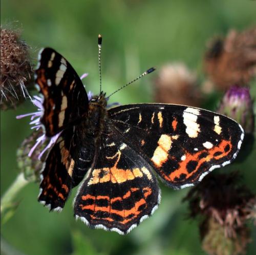 Réf. 212 844 : Araschnia levana