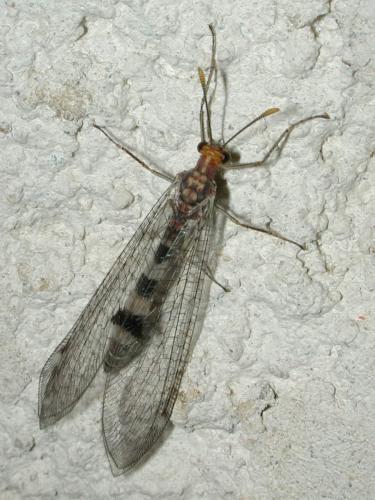 Réf. 212 092 : Megistopus flavicornis