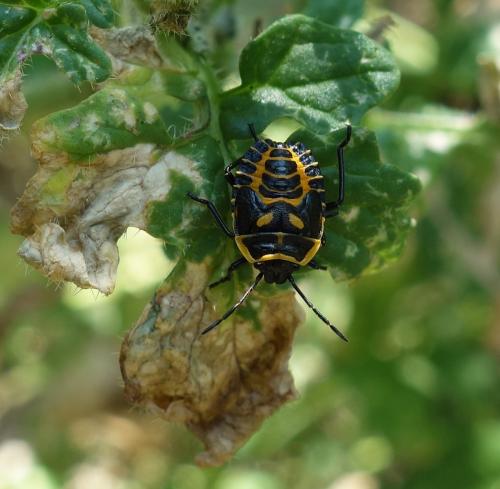 Eurydema ventralis