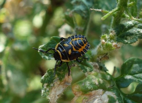 Eurydema ventralis