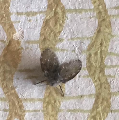 Réf. 212 916 : Clogmia albipunctata