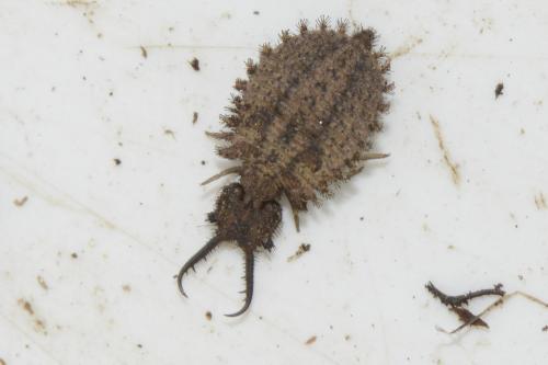 Réf. 212 338 : Libelloides coccajus