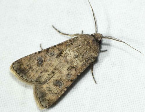 Réf. 212 181 : Agrotis segetum