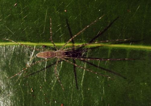 Hygropoda sp.