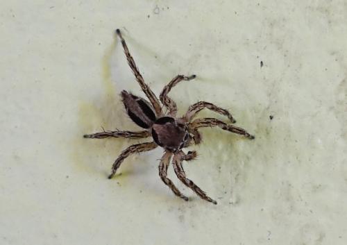 Plexippus petersi