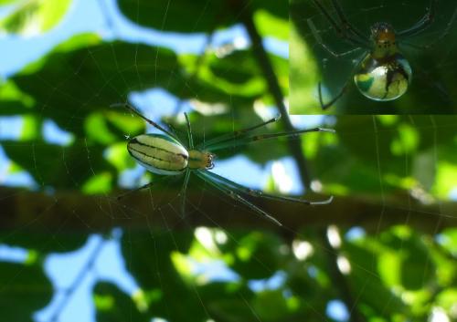 Leucauge sp.