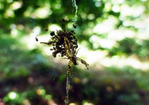 Réf. 212 646 : Cyclosa sp.