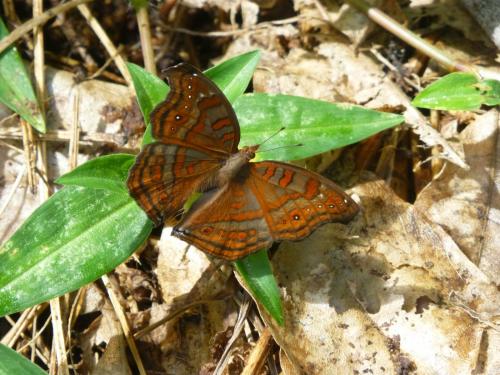Réf. 212 664 : Junonia goudoti