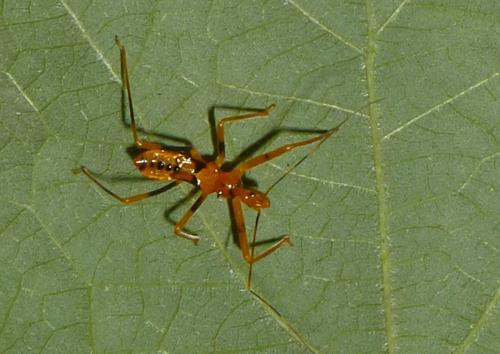 Zelus sp.