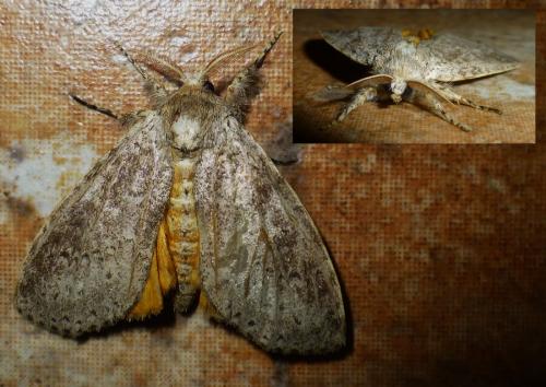 Lymantriinae