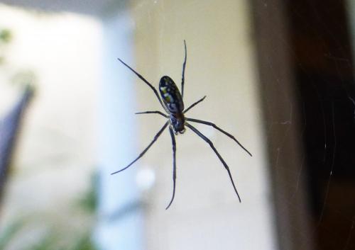 Nephila sp.