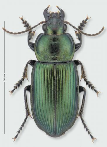 Réf. 212 080 : Anisodactylus poeciloides