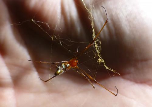 Réf. 212 915 : Argyrodes sp.