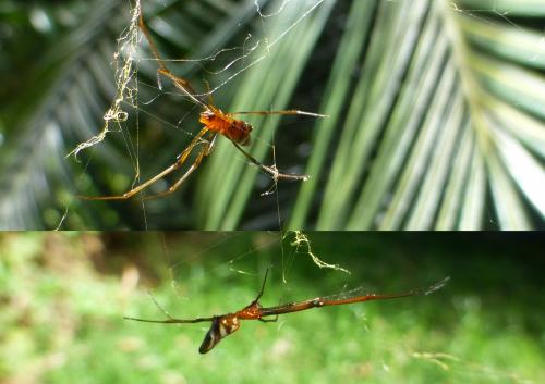 Argyrodes sp.