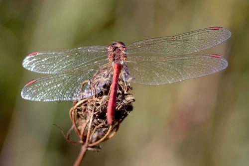 Réf. 212 209 : Sympetrum meridionale
