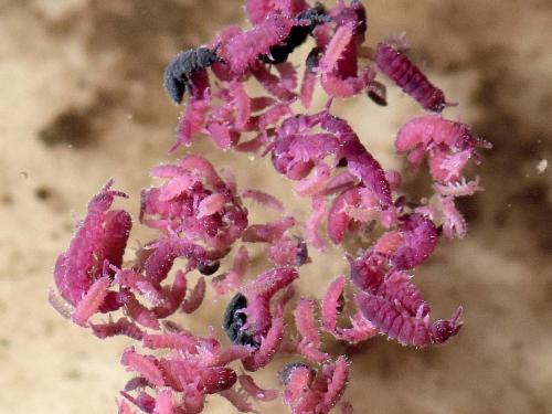 Ceratophysella sp.