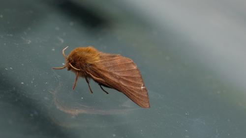 Malacosoma alpicola