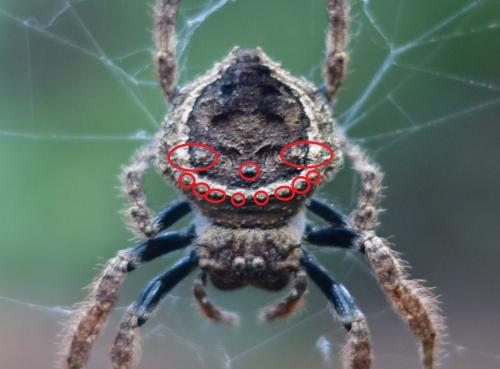 Réf. 212 665 : Caerostris sp.