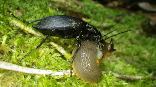 Carabus violaceus purpurascens