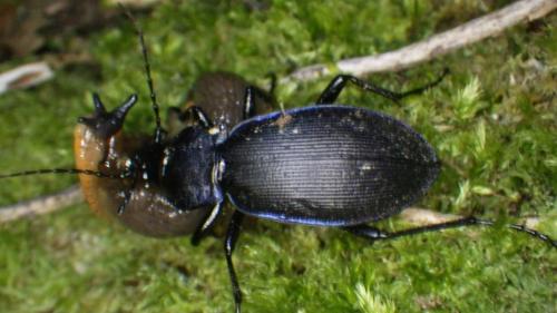 Réf. 212 450 : Carabus violaceus purpurascens