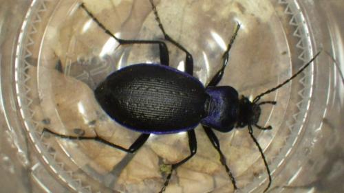 Réf. 212 752 : Carabus problematicus
