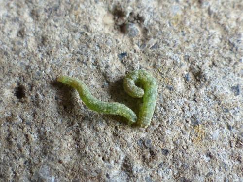Eupithecia simpliciata