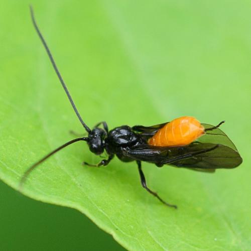 Réf. 212 705 : Proterops nigripennis