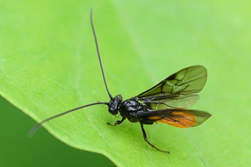Proterops nigripennis