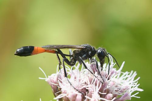 Ammophila sabulosa