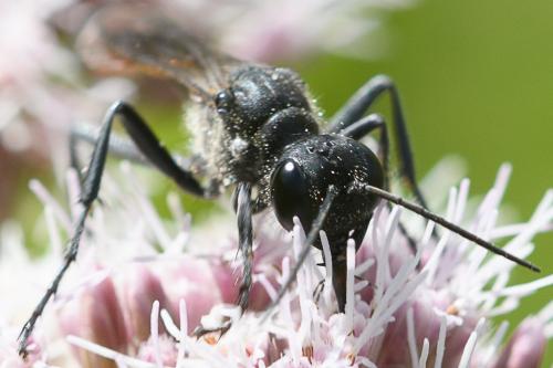 Ammophila sabulosa