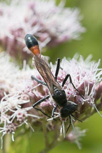 Ammophila sabulosa