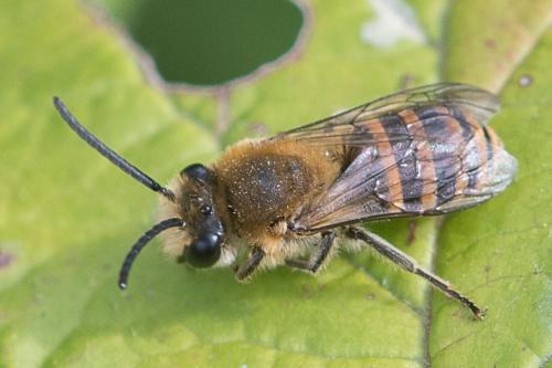 Colletes sp.