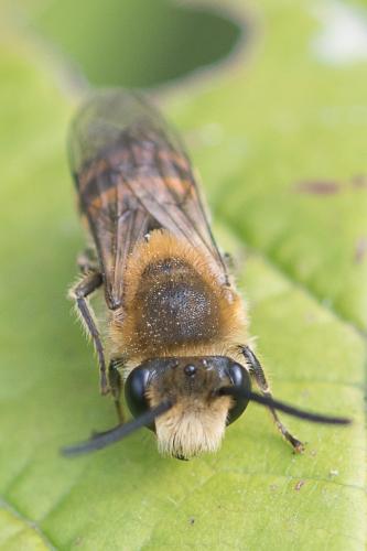 Colletes sp.