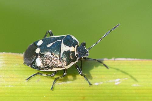 Réf. 212 430 : Eurydema oleracea