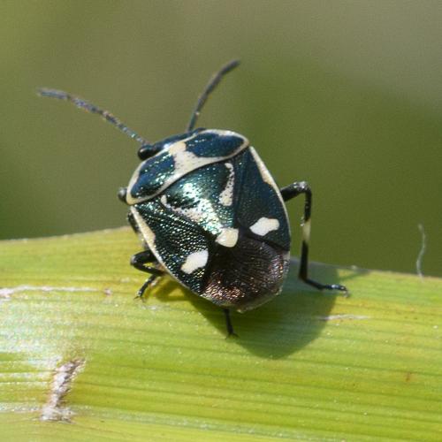 Réf. 212 431 : Eurydema oleracea