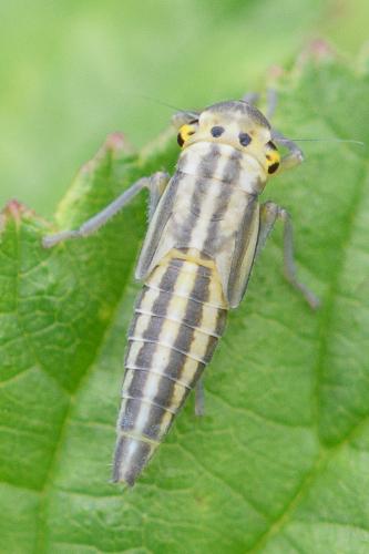 Réf. 212 498 : Cicadella viridis