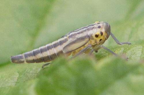 Réf. 212 497 : Cicadella viridis